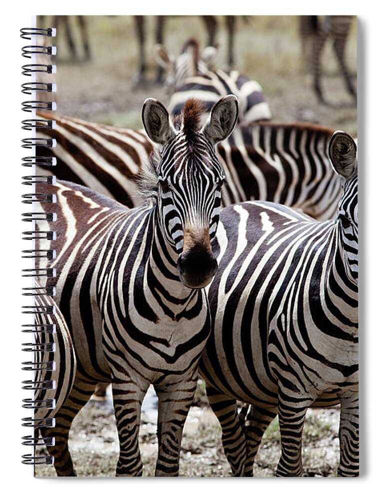Tanzania Spiral Notebook featuring the photograph Zebras #1 by Alatom