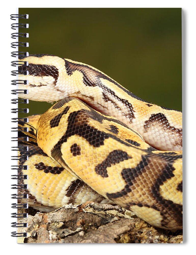Africa Wildlife Spiral Notebook featuring the photograph Ball Python Python Regius #10 by David Kenny