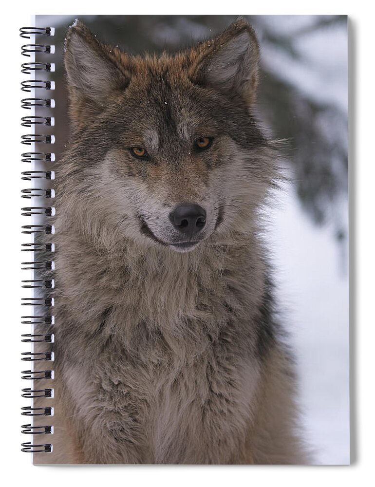 Animal Spiral Notebook featuring the photograph Wolf #10 by Brian Cross