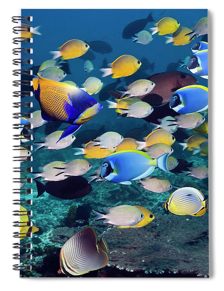 Tranquility Spiral Notebook featuring the photograph Tropical Reef Fish #17 by Georgette Douwma