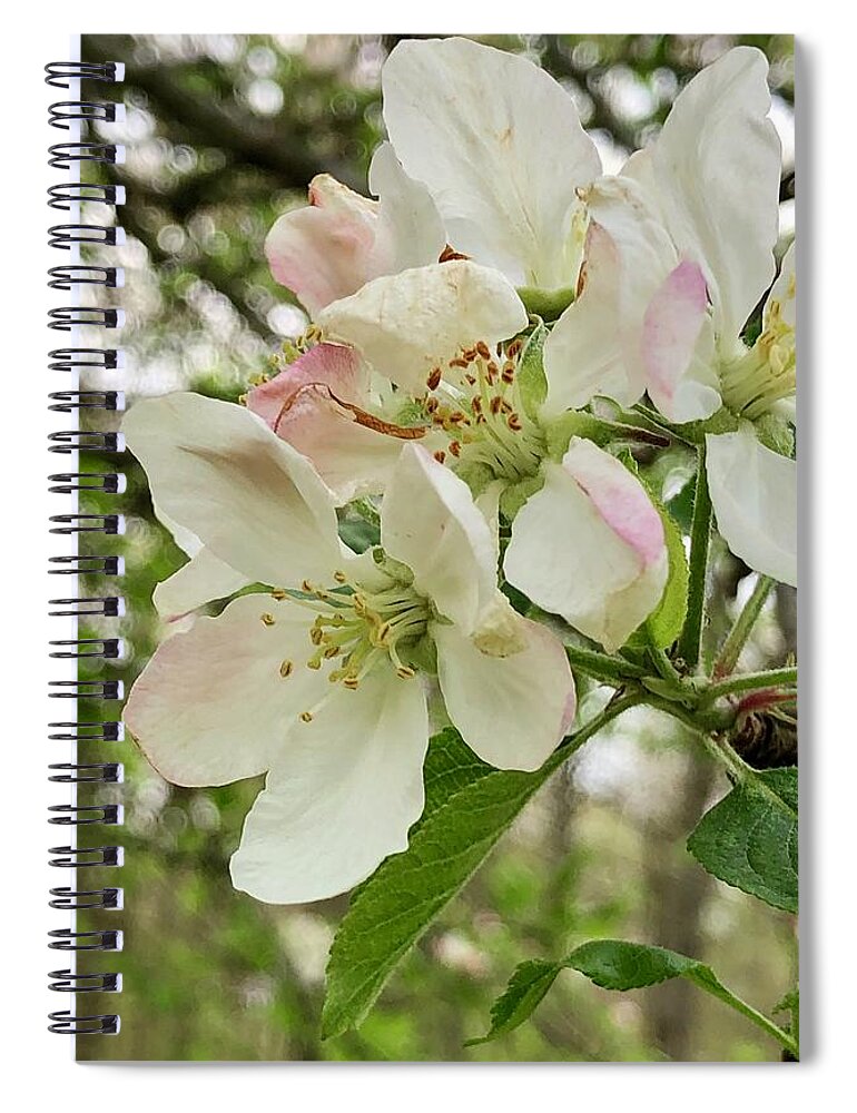 Apple Blossoms Spiral Notebook featuring the photograph Apple Blossoms #2 by Barry Jones