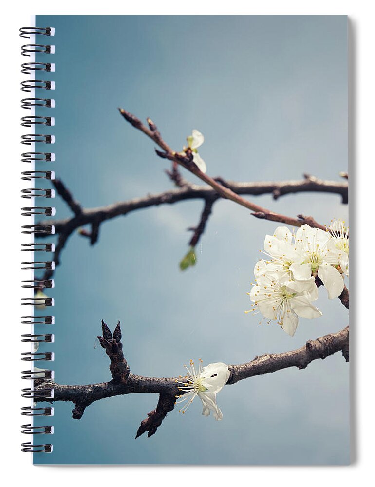 Scenics Spiral Notebook featuring the photograph Apricot Blossoms Flower On Wild Spring #2 by Franckreporter