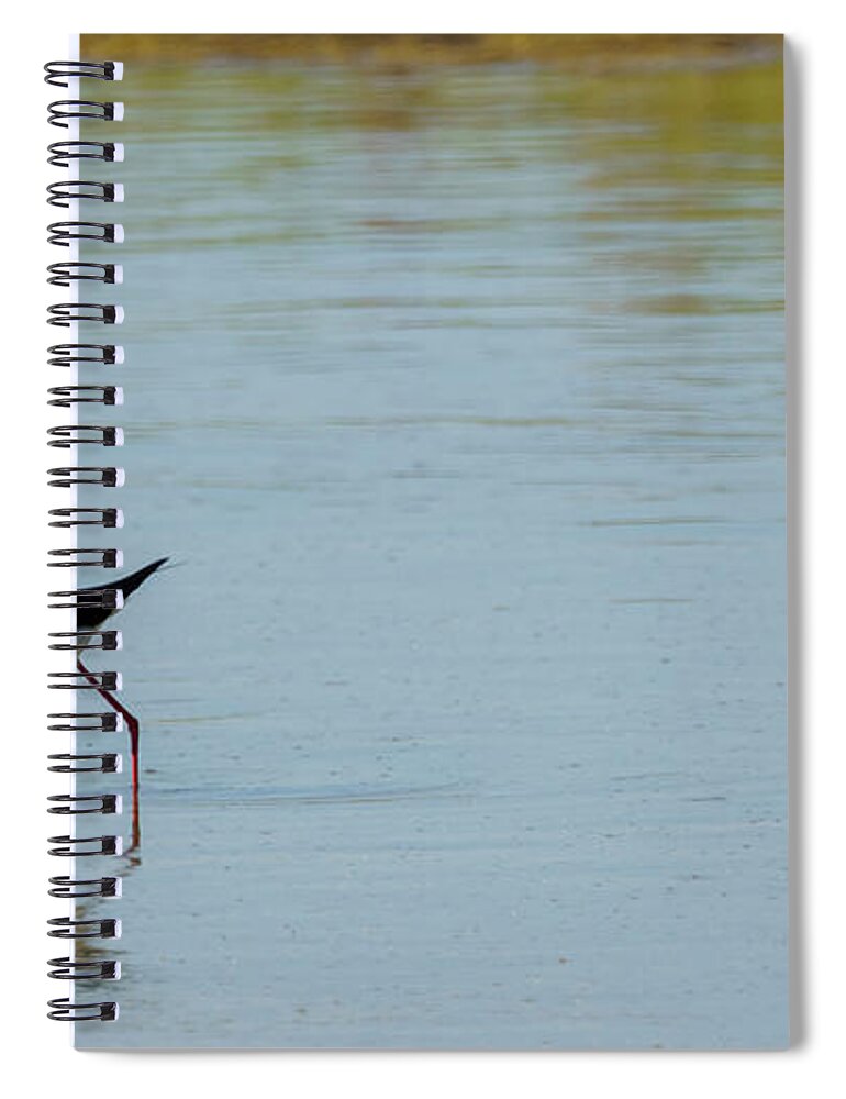 Wildlife Spiral Notebook featuring the photograph Black-winged Stilt Himantopus Himantopus #2 by Pablo Avanzini