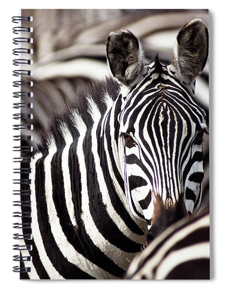 Plains Zebra Spiral Notebook featuring the photograph Burchells Zebras Equus Burchelli #2 by Art Wolfe
