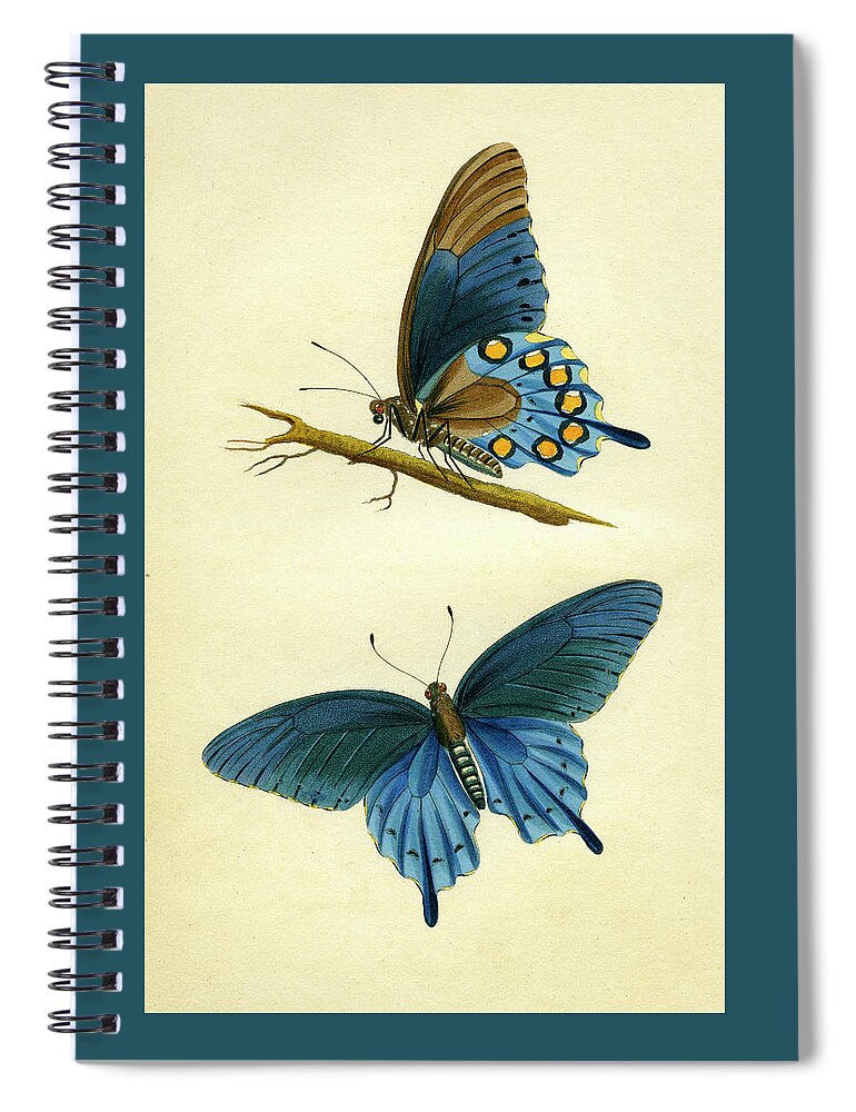 Entomology Spiral Notebook featuring the mixed media butterflies - Papilio philenor by Unknown
