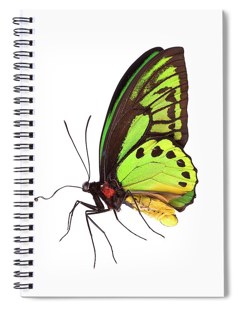 White Background Spiral Notebook featuring the photograph Butterfly #2 by Liliboas