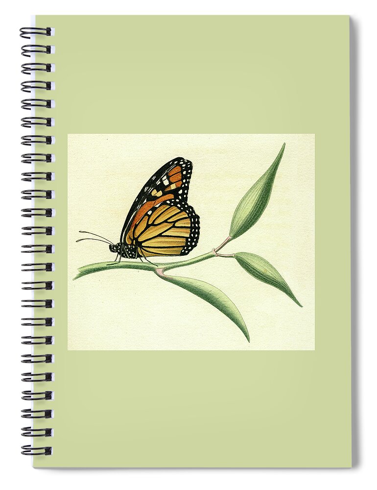 Entomology Spiral Notebook featuring the mixed media Butterfly by Unknown