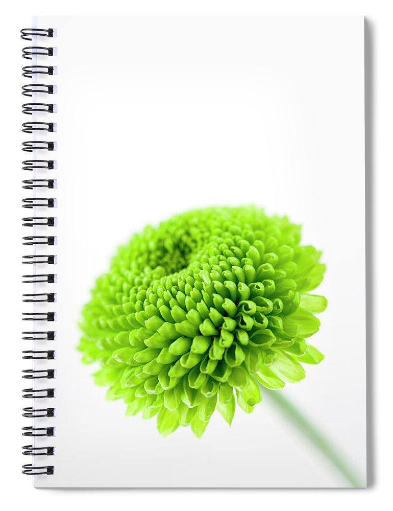 White Background Spiral Notebook featuring the photograph Chrysanthemum Flower #2 by Nicholas Rigg