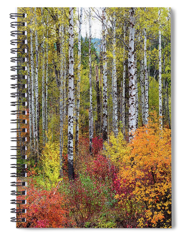 Outdoor; Fall; Colors; Birch; Tree; Autumn; Cascade; Washington Beauty; Pacific North West; Washington; Washington State Spiral Notebook featuring the digital art Fall Birchwood #2 by Michael Lee