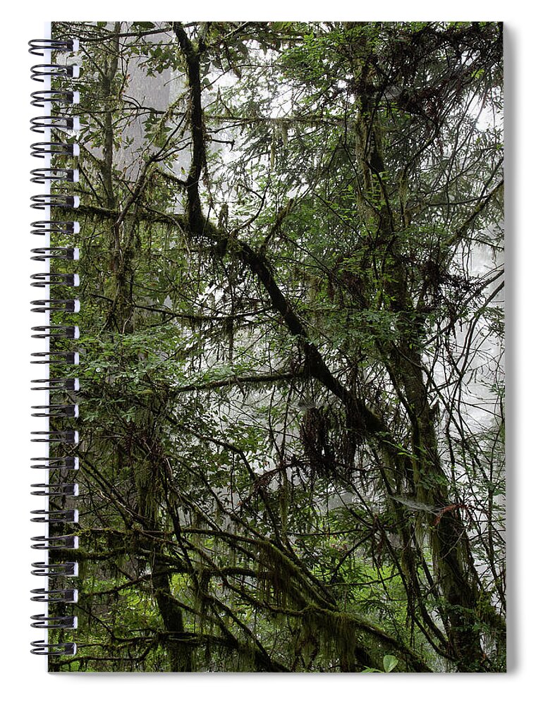 Fern Grove Spiral Notebook featuring the photograph 2 Fern Grove Fog, N. California by Phyllis Spoor