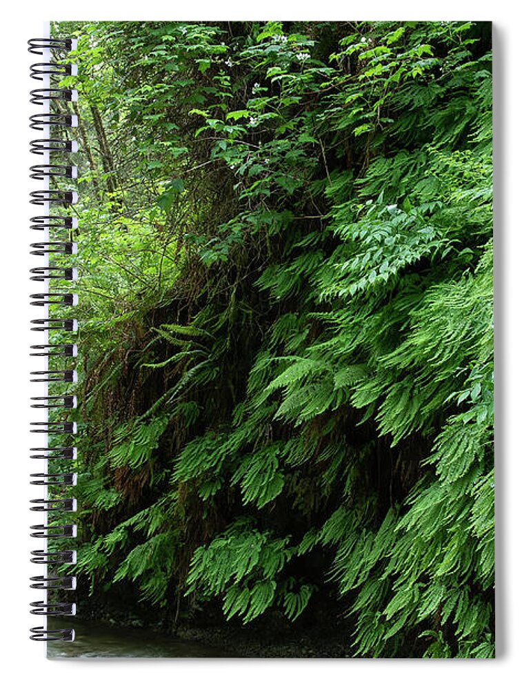 Fern Grove Spiral Notebook featuring the photograph 2 Fern Grove, Redwoods N. California by Phyllis Spoor