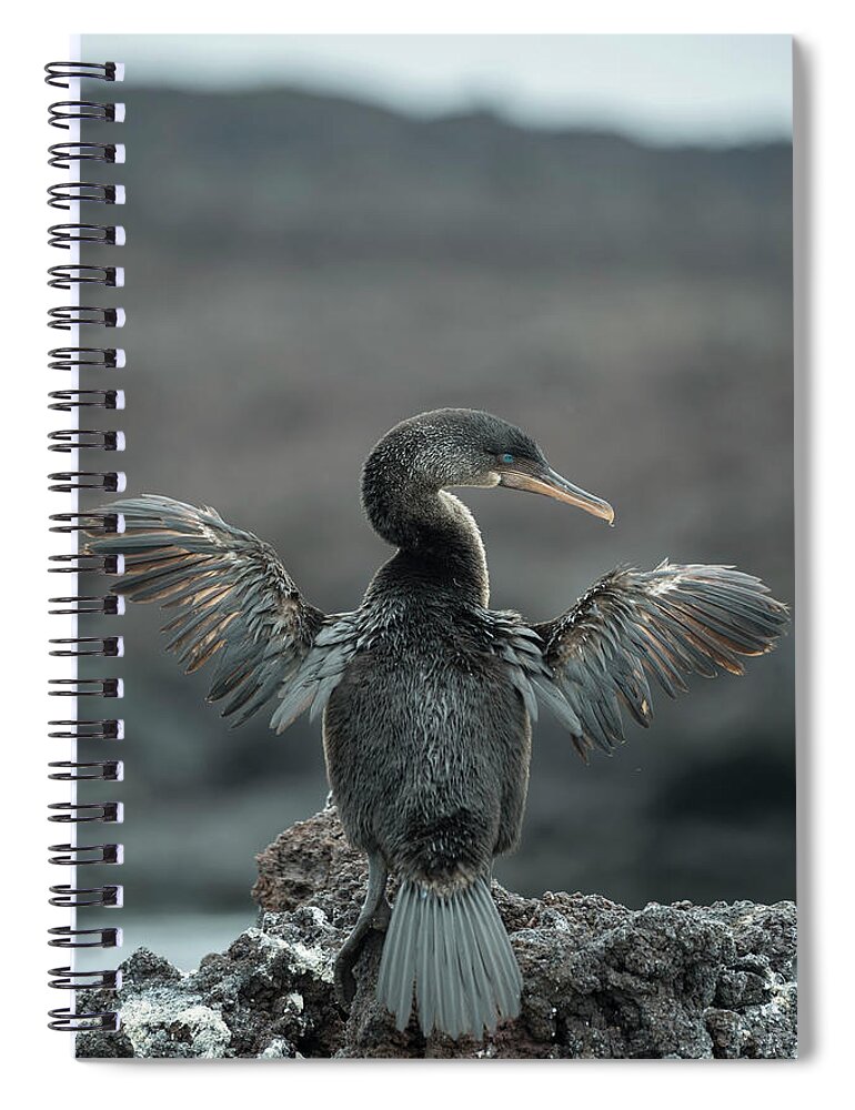 Animals Spiral Notebook featuring the photograph Flightless Cormorant Drying Wings #2 by Tui De Roy
