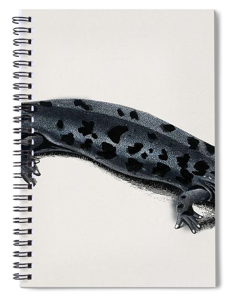 Science Spiral Notebook featuring the painting Hellbender Salamander Cryptobranchus alleganiensis illustrated by Charles Dessalines D Orbigny 1 #2 by Celestial Images