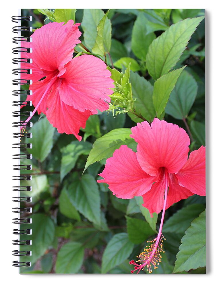 Tropics Spiral Notebook featuring the photograph 2 Hibiscus by Ruth Kamenev