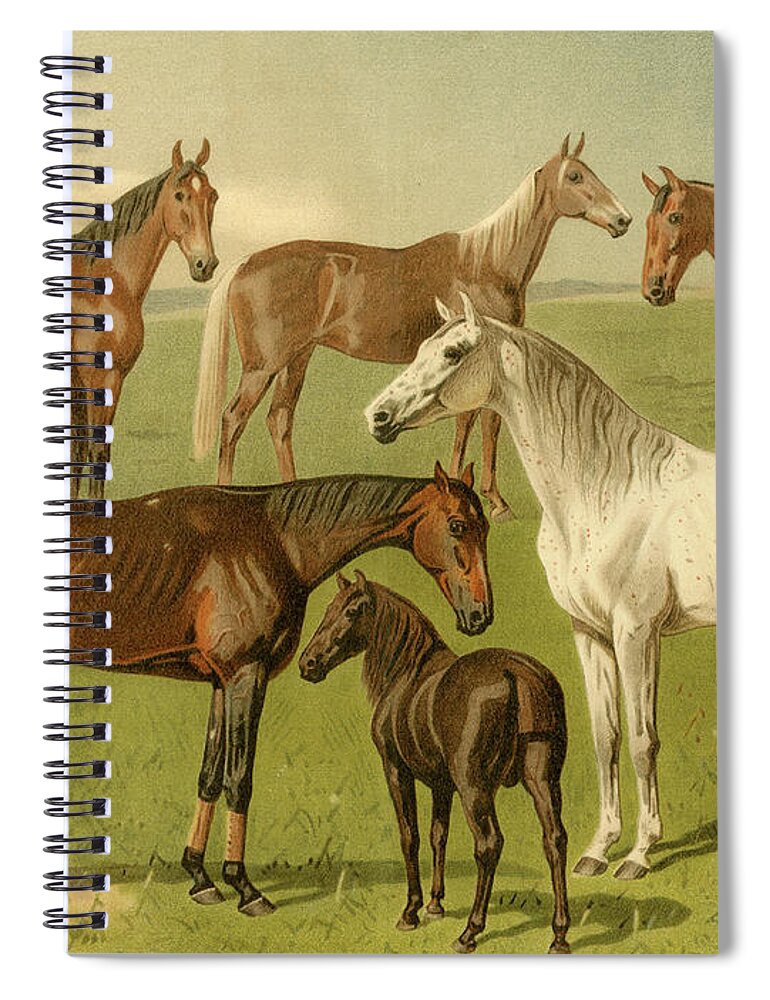 Horses Spiral Notebook featuring the painting Horse Breeds I #2 by Emil Volkers