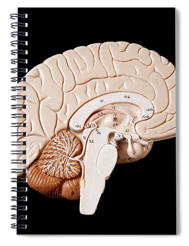 Black Background Spiral Notebook featuring the photograph Human Brain by Richard Newstead