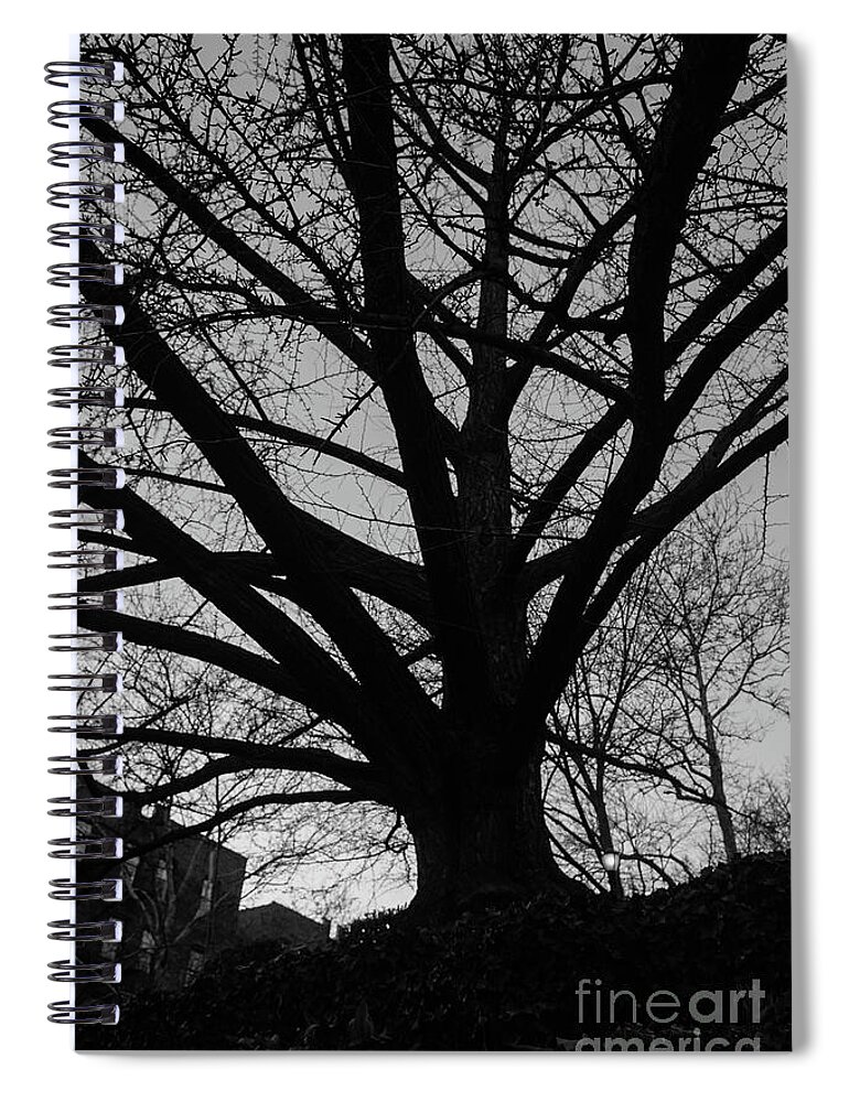 Ginkgo Spiral Notebook featuring the photograph Inwood Ginkgo #2 by Cole Thompson