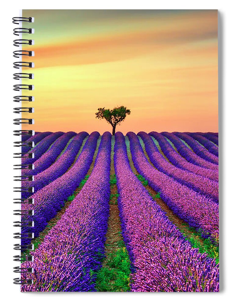 Lavender Spiral Notebook featuring the photograph Lavender Flowers and Lonely Tree in Provence by Stefano Orazzini