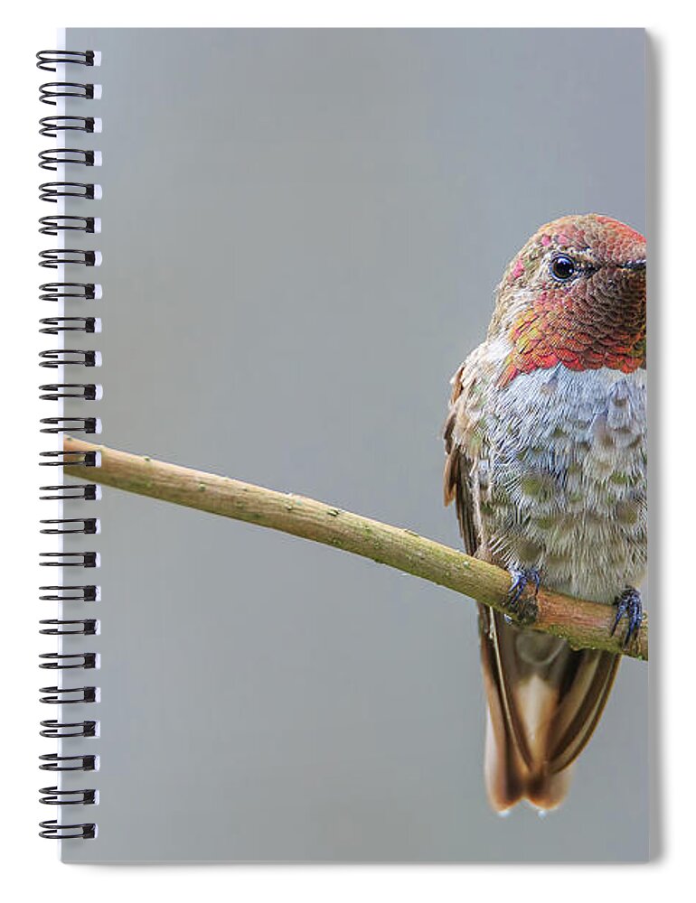 Animal Spiral Notebook featuring the photograph Male Anna's Hummingbird by Briand Sanderson