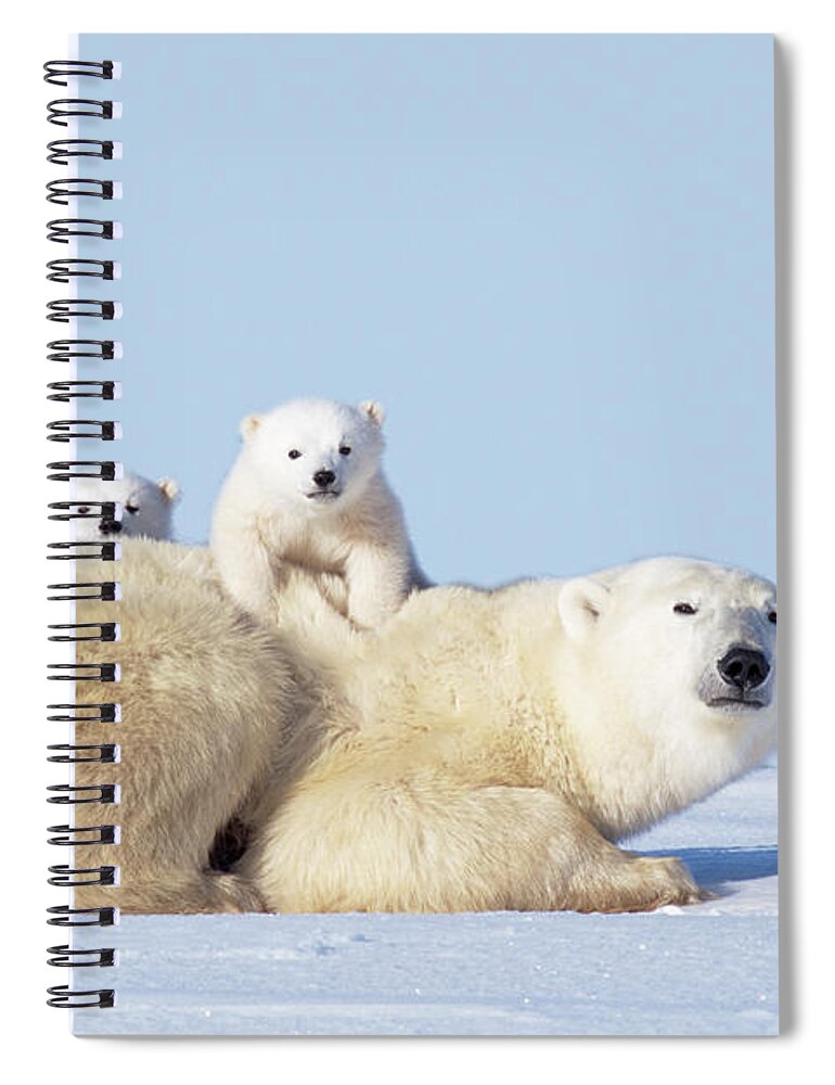 Bear Cub Spiral Notebook featuring the photograph Mother Polar Bear With Cubs, Canada #2 by Art Wolfe