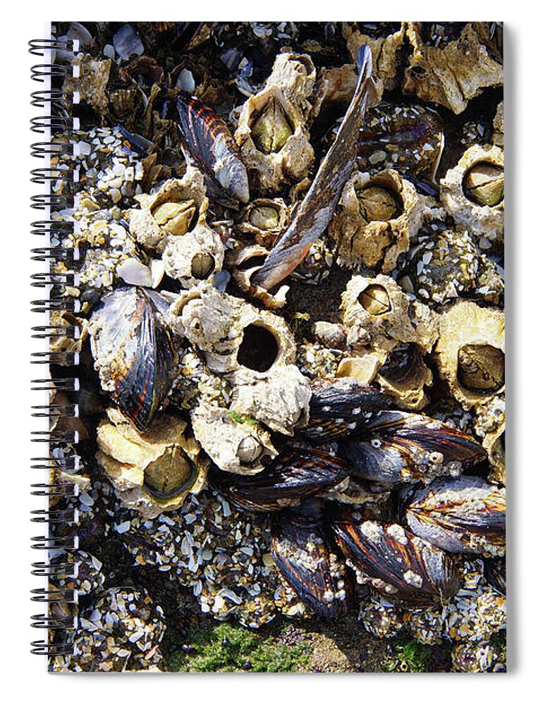 Coast Spiral Notebook featuring the photograph Mussels And Barnacle #2 by Steve Estvanik