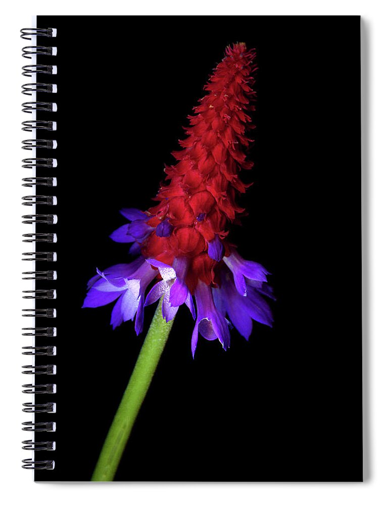 Primula Spiral Notebook featuring the photograph Primula Vialii #2 by Photograph By Magda Indigo