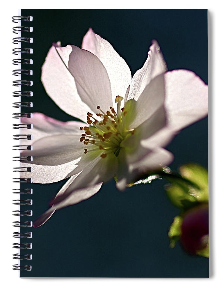 Petal Spiral Notebook featuring the photograph Sakura #2 by I Love Photo And Apple.