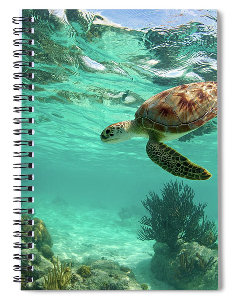 Underwater Spiral Notebook featuring the photograph Sea Turtle #2 by M.m. Sweet
