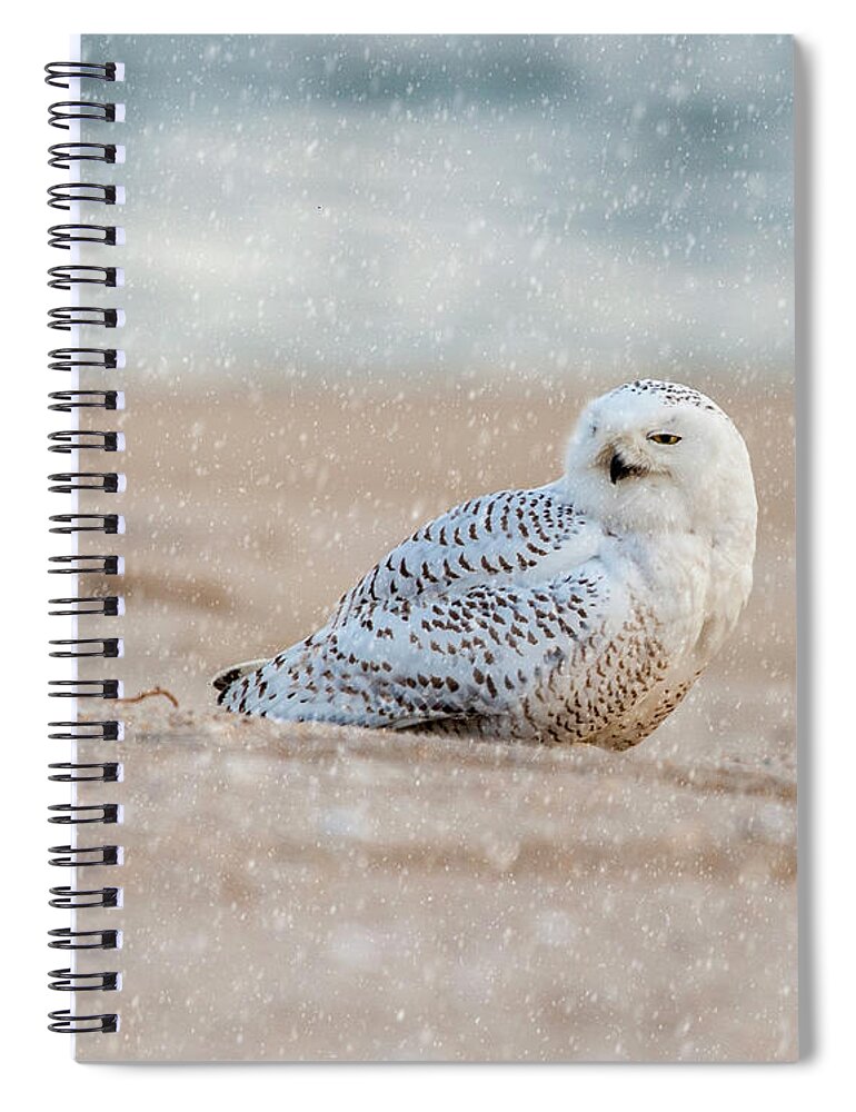 Owl Spiral Notebook featuring the photograph Snowy Owl by Cathy Kovarik