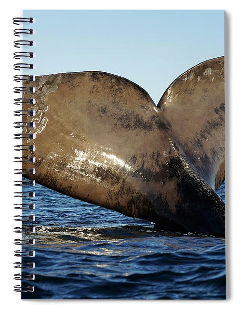 00586999 Spiral Notebook featuring the photograph Southern Right Whale Sailing #2 by Hiroya Minakuchi