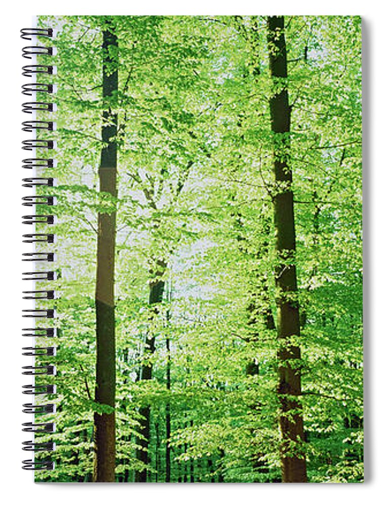 Photography Spiral Notebook featuring the photograph Trees In A Forest, Germany #2 by Panoramic Images