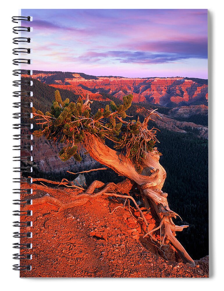 Twisted Forest Spiral Notebook featuring the photograph Twisted Forest #2 by Leland D Howard