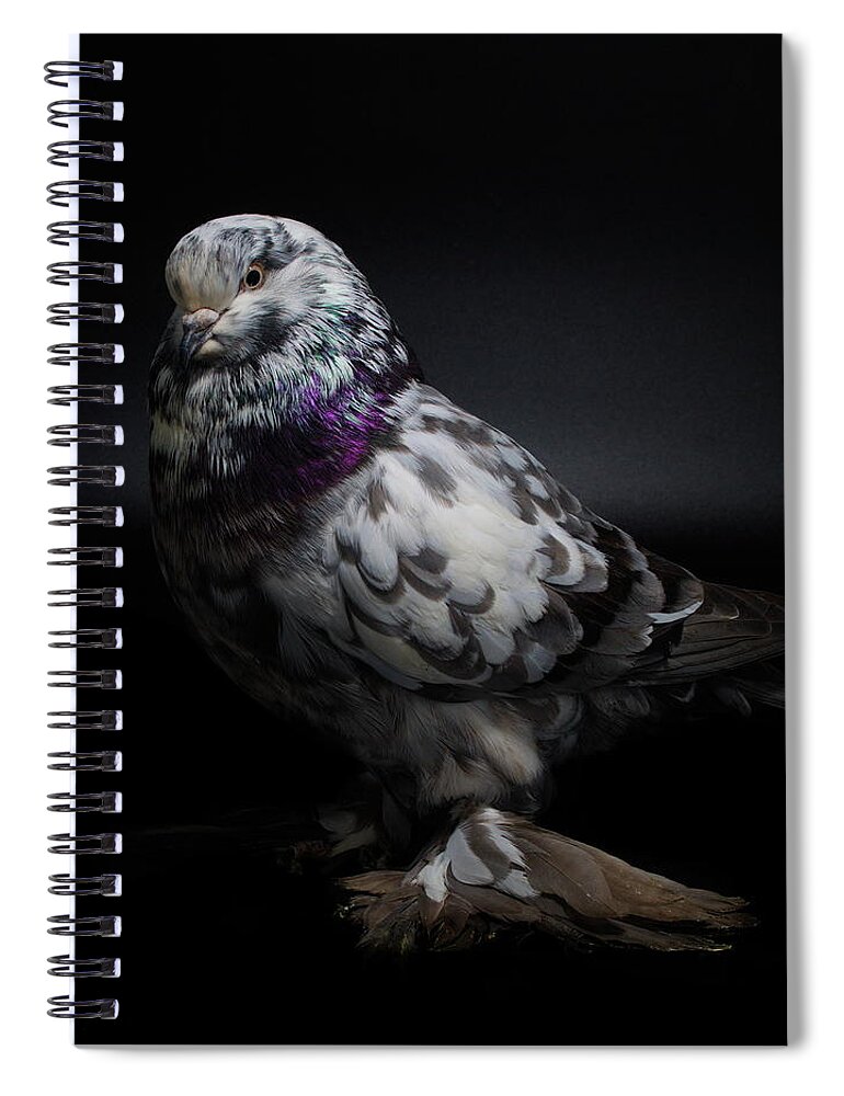 Pigeon Spiral Notebook featuring the photograph West of England Tumbler #2 by Nathan Abbott