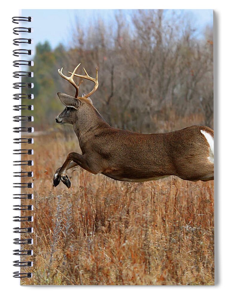 Kanata Spiral Notebook featuring the photograph White Tailed Deer #2 by Jim Cumming