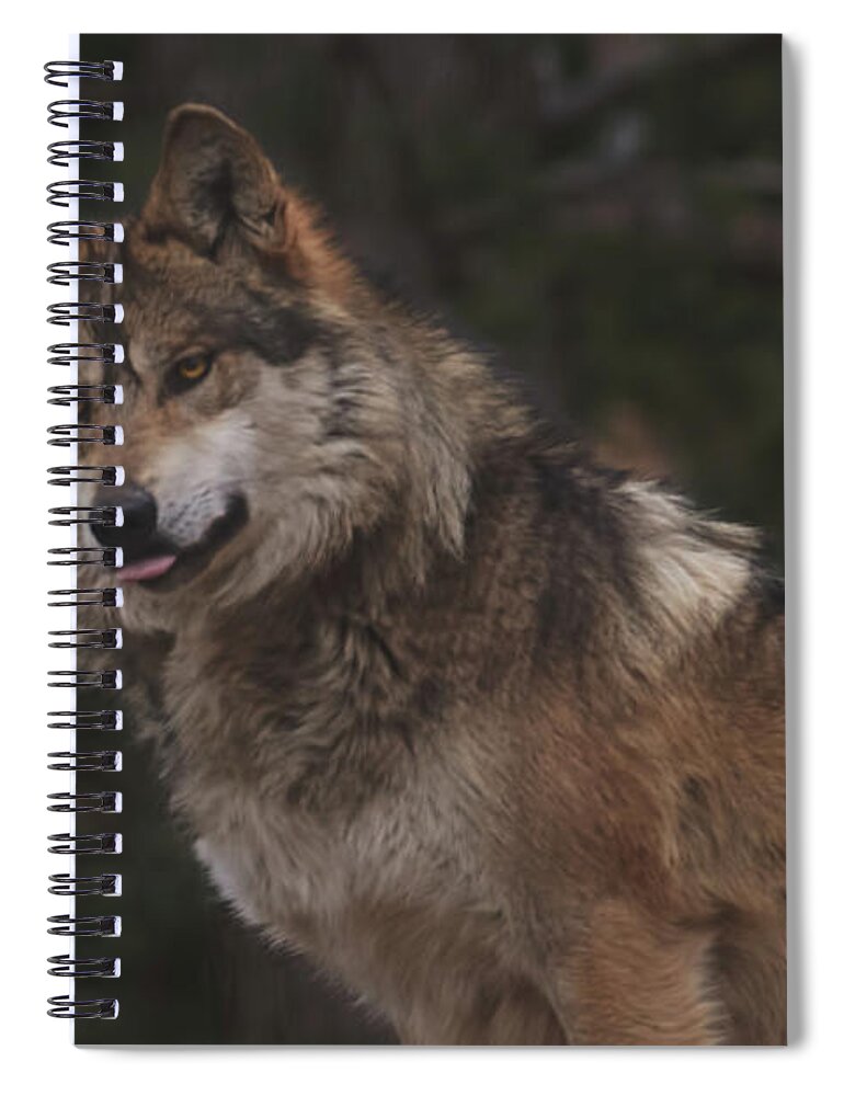 Animal Spiral Notebook featuring the photograph Wolf #2 by Brian Cross