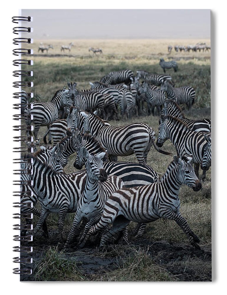 Africa Spiral Notebook featuring the photograph Zebra Herd at mudhole #2 by Steve Somerville