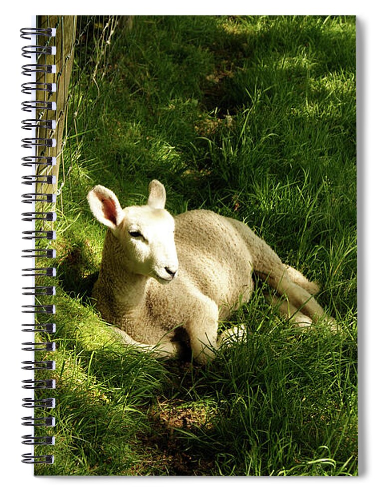 Cumbria Spiral Notebook featuring the photograph 20/06/14 KESWICK. Lamb In The Woods. by Lachlan Main