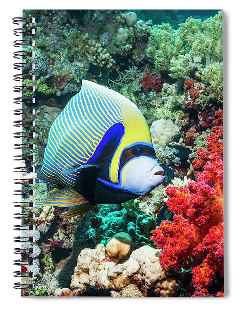 One Animal Spiral Notebook featuring the photograph Emperor Angelfish #20 by Georgette Douwma