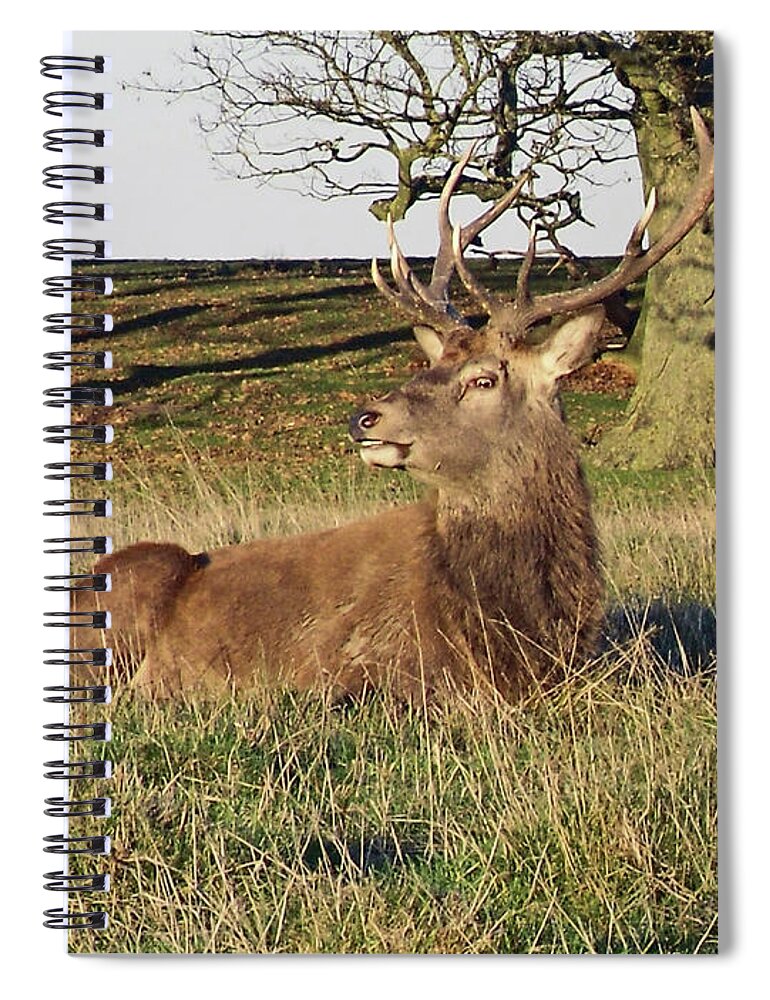 Knutsford Spiral Notebook featuring the photograph 28/11/18 TATTON PARK. Stag in The Park. by Lachlan Main