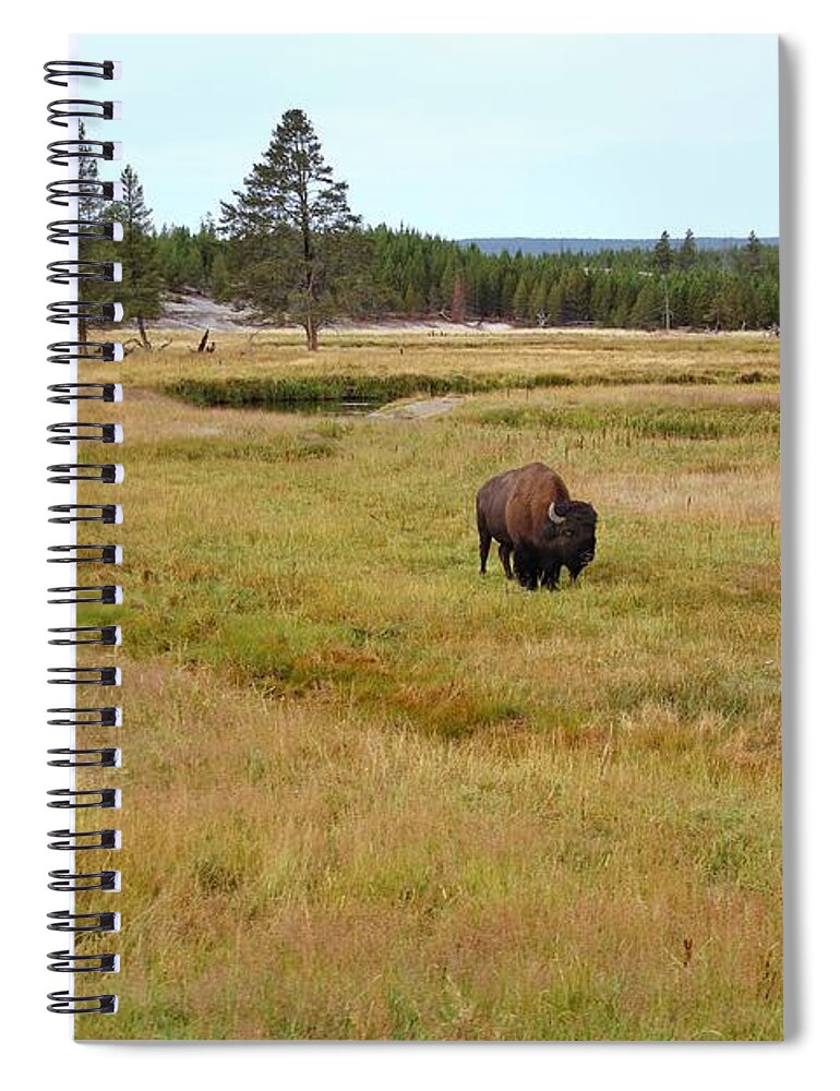 Buffalo At Yellowstone Spiral Notebook featuring the photograph Buffalo at Yellowstone National Park #3 by Susan Jensen