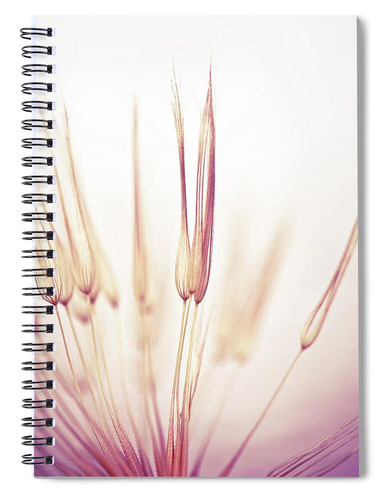 Purple Spiral Notebook featuring the photograph Dandelion Seed #3 by Jasmina007