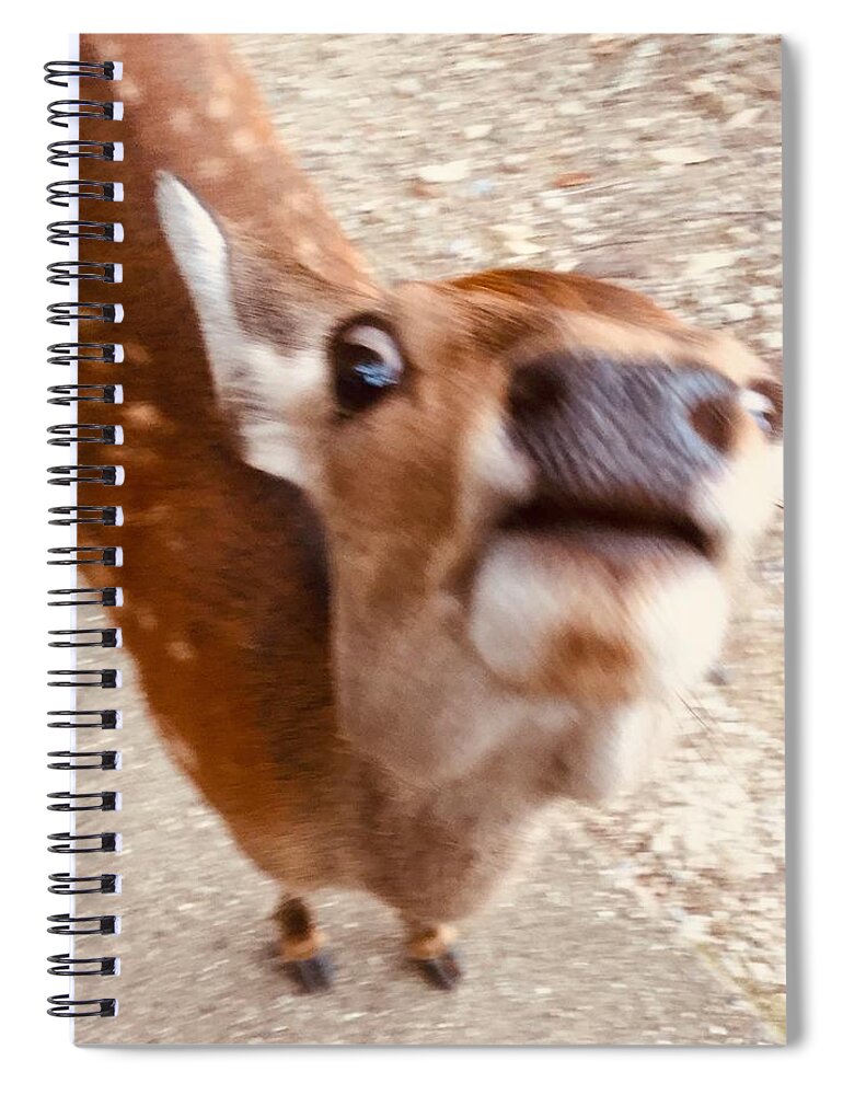 Deer Spiral Notebook featuring the photograph Funny deer #1 by Batabatabat Batayan