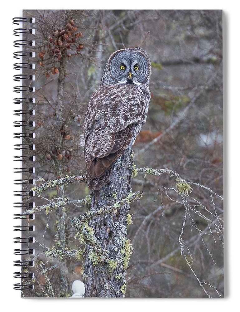 Sax Zim Bog Spiral Notebook featuring the photograph Great Gray Owl Sax Zim Bog #3 by Paul Schultz