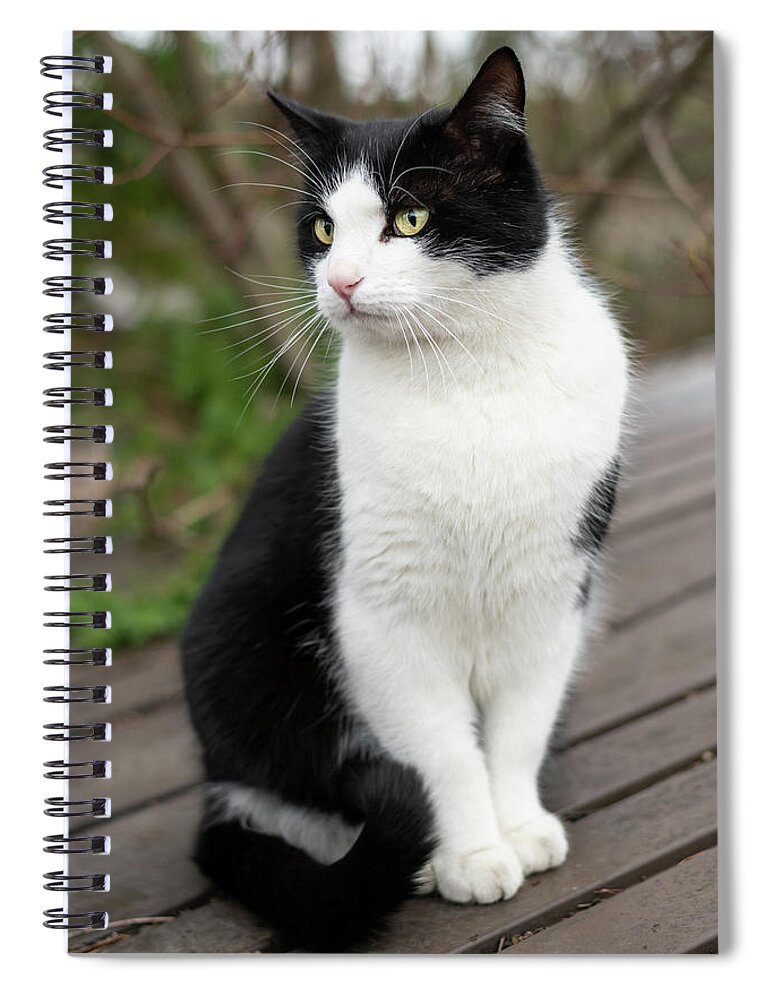 A male black and white colored cat #4 Spiral Notebook by Stefan