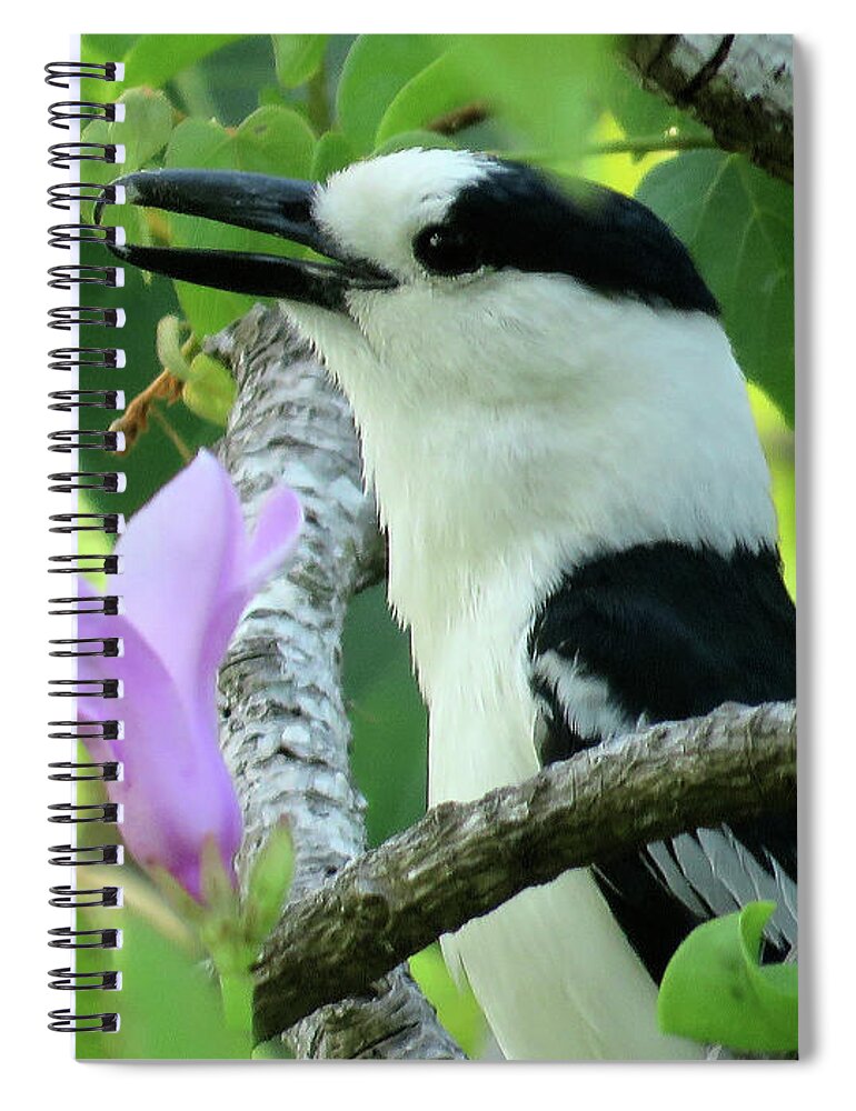 Africa Spiral Notebook featuring the photograph Bird #4 by Eric Pengelly