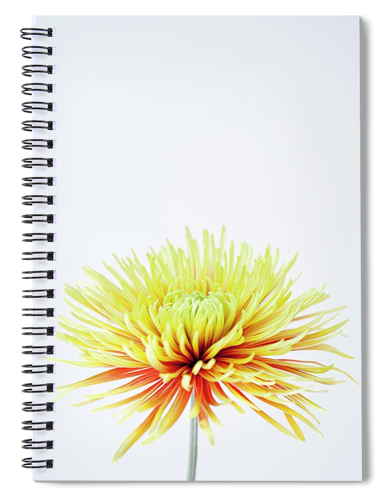 White Background Spiral Notebook featuring the photograph Chrysanthemum Flower #4 by Nicholas Rigg