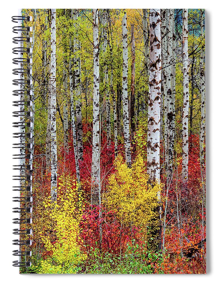 Outdoor; Fall; Colors; Birch; Tree; Autumn; Cascade; Washington Beauty; Pacific North West; Washington; Washington State Spiral Notebook featuring the digital art Fall Birchwood #4 by Michael Lee