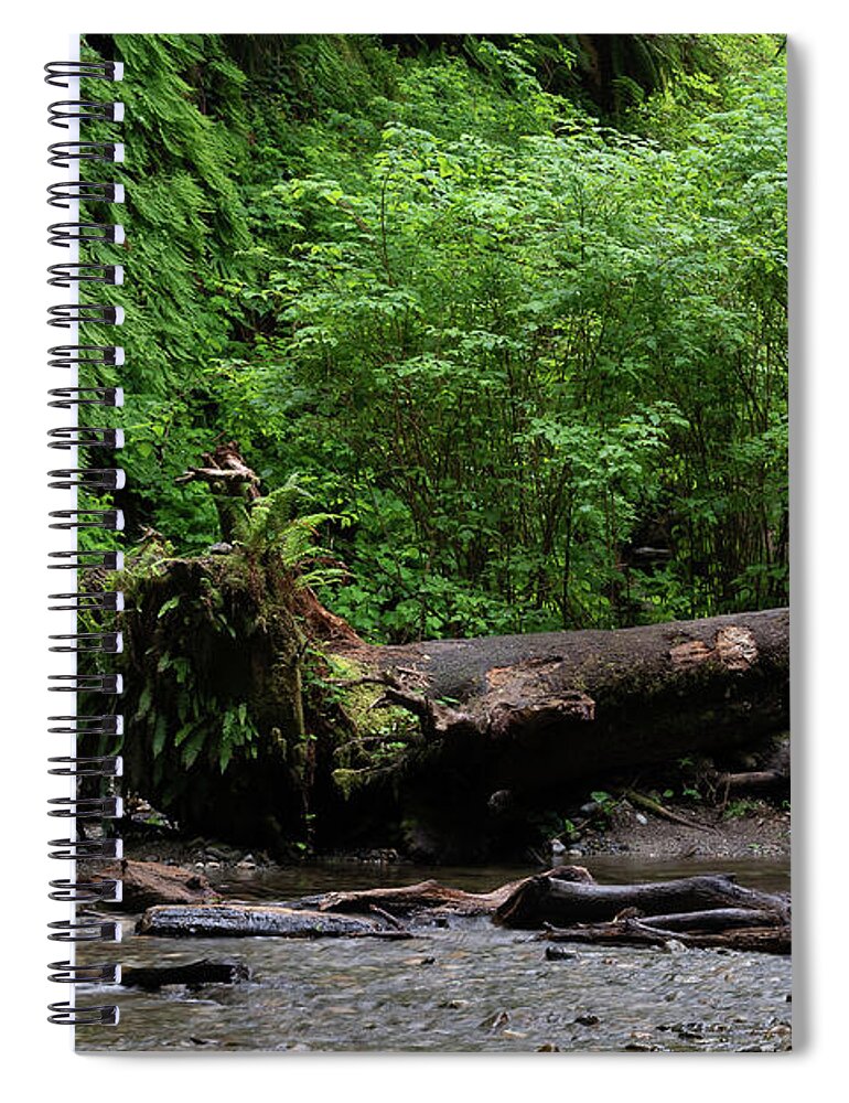 Fern Grove Spiral Notebook featuring the photograph 4 Fern Grove, Redwoods, N. California by Phyllis Spoor