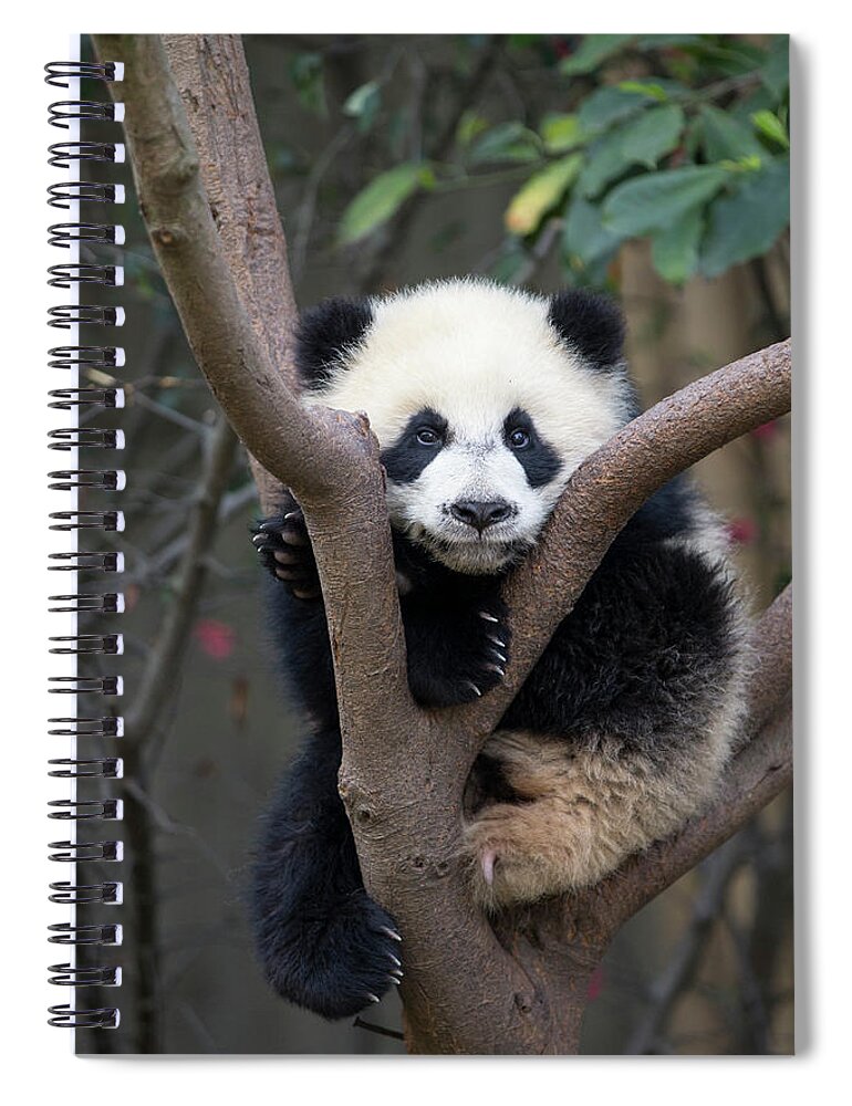 Suzi Eszterhas Spiral Notebook featuring the photograph Giant Panda Cub In Tree #4 by Suzi Eszterhas