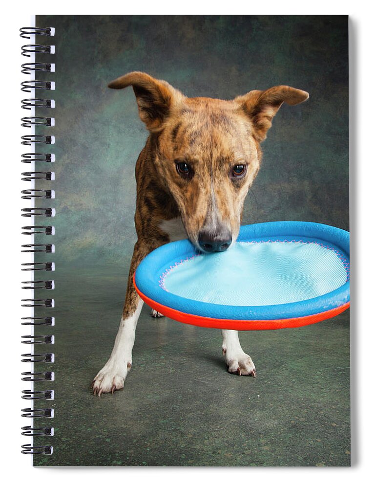 Photography Spiral Notebook featuring the photograph Portrait Of A Greyhound Collie Mix Dog #4 by Panoramic Images